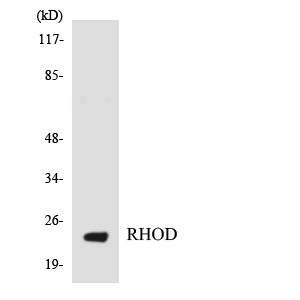 RHOD Antibody - Western blot analysis of the lysates from HT-29 cells using RHOD antibody.