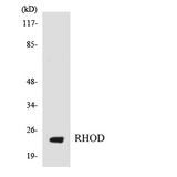 RHOD Antibody - Western blot analysis of the lysates from HT-29 cells using RHOD antibody.