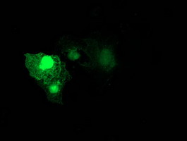 RHOD Antibody - Anti-RHOD mouse monoclonal antibody immunofluorescent staining of COS7 cells transiently transfected by pCMV6-ENTRY RHOD.