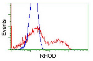 RHOD Antibody - HEK293T cells transfected with either overexpress plasmid (Red) or empty vector control plasmid (Blue) were immunostained by anti-RHOD antibody, and then analyzed by flow cytometry.
