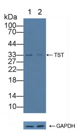 Rhodanese / TST Antibody - Knockout Varification: Lane 1: Wild-type HepG2 cell lysate; Lane 2: TST knockout HepG2 cell lysate; Predicted MW: 33kd Observed MW: 33kd Primary Ab: 1µg/ml Rabbit Anti-Mouse TST Antibody Second Ab: 0.2µg/mL HRP-Linked Caprine Anti-Rabbit IgG Polyclonal Antibody