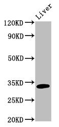 Rhodanese / TST Antibody - Positive Western Blot detected in Rat liver tissue. All lanes: TST antibody at 5 µg/ml Secondary Goat polyclonal to rabbit IgG at 1/50000 dilution. Predicted band size: 34 KDa. Observed band size: 34 KDa