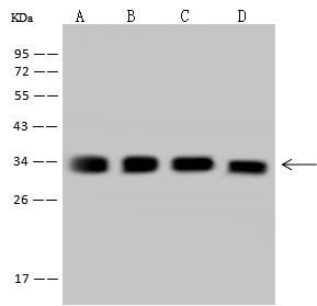 Rhodanese / TST Antibody - Anti-TST rabbit polyclonal antibody at 1:500 dilution. Lane A: HeLa Whole Cell Lysate. Lane B: K562 Whole Cell Lysate. Lane C: Jurkat Whole Cell Lysate. Lane D: U-251 MG Whole Cell Lysate. Lysates/proteins at 30 ug per lane. Secondary: Goat Anti-Rabbit IgG (H+L)/HRP at 1/10000 dilution. Developed using the ECL technique. Performed under reducing conditions. Predicted band size: 33 kDa. Observed band size: 33 kDa.