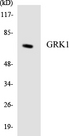 Rhodopsin Kinase / GRK1 Antibody - Western blot analysis of the lysates from Jurkat cells using GRK1 antibody.