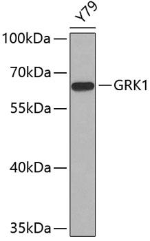 Rhodopsin Kinase / GRK1 Antibody - Western blot analysis of extracts of Y79 cells using GRK1 Polyclonal Antibody.