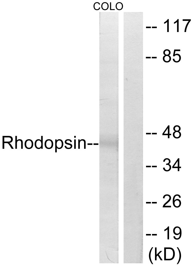 Rhodopsin / RHO Antibody - Western blot analysis of lysates from COLO cells, using Rhodopsin Antibody. The lane on the right is blocked with the synthesized peptide.