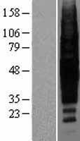 Rhodopsin / RHO Protein - Western validation with an anti-DDK antibody * L: Control HEK293 lysate R: Over-expression lysate