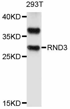 RHOE / RND3 Antibody - Western blot analysis of extracts of 293T cells, using RND3 antibody at 1:1000 dilution. The secondary antibody used was an HRP Goat Anti-Rabbit IgG (H+L) at 1:10000 dilution. Lysates were loaded 25ug per lane and 3% nonfat dry milk in TBST was used for blocking. An ECL Kit was used for detection and the exposure time was 5s.
