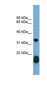 RHOF Antibody - RHOF antibody Western blot of 293T cell lysate. This image was taken for the unconjugated form of this product. Other forms have not been tested.