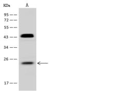 RHOF Antibody - Anti-RHOF rabbit polyclonal antibody at 1:500 dilution. Lane A: HeLa Whole Cell Lysate. Lysates/proteins at 30 ug per lane. Secondary: Goat Anti-Rabbit IgG (H+L)/HRP at 1/10000 dilution. Developed using the ECL technique. Performed under reducing conditions. Predicted band size: 24 kDa. Observed band size: 24 kDa.