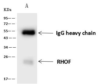RHOF Antibody - RHOF was immunoprecipitated using: Lane A: 0.5 mg HeLa Whole Cell Lysate. 4 uL anti-RHOF rabbit polyclonal antibody and 60 ug of Immunomagnetic beads Protein A/G. Primary antibody: Anti-RHOF rabbit polyclonal antibody, at 1:100 dilution. Secondary antibody: Goat Anti-Rabbit IgG (H+L)/HRP at 1/10000 dilution. Developed using the ECL technique. Performed under reducing conditions. Predicted band size: 24 kDa. Observed band size: 24 kDa.
