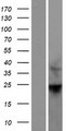 RHOF Protein - Western validation with an anti-DDK antibody * L: Control HEK293 lysate R: Over-expression lysate