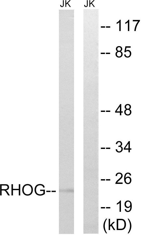 RHOG / ARHG Antibody - Western blot analysis of lysates from Jurkat cells, using RHOG Antibody. The lane on the right is blocked with the synthesized peptide.
