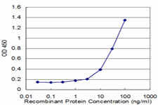 RHOG / ARHG Antibody - Detection limit for recombinant GST tagged RHOG is approximately 1 ng/ml as a capture antibody.