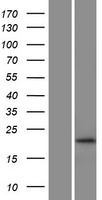 RHOG / ARHG Protein - Western validation with an anti-DDK antibody * L: Control HEK293 lysate R: Over-expression lysate