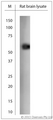 RHOT1 Antibody - Rabbit antibody to RHOT1 (400-450). WB on rat brain lysate using Rabbit antibody to RHOT1 (400-450)at 1:500 dilution. Incubated 30 min at RT with shake. Blocking: 0.5% LFDM in 1x PBS containing 0.1% Tween-20