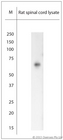 RHOT1 Antibody - Rabbit antibody to RHOT1 (50-100). WB on rat spinal cord lysate. Blocking with 0.5% LFDM for 30 min at RT; Primary antibody used at 1:1000 dilution incubated overnight at 4C.