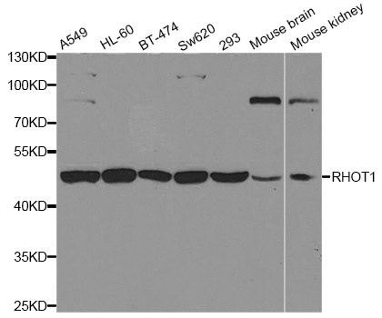 RHOT1 Antibody - Western blot analysis of extracts of various cell lines, using RHOT1 antibody.