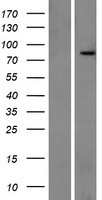RHOT1 Protein - Western validation with an anti-DDK antibody * L: Control HEK293 lysate R: Over-expression lysate