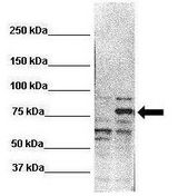 RHOT2 Antibody - RHOT2 antibody Western Blot of Lane 1: 20 ug untransfected HEK293T, Lane 2: 20ug RHOT2 transfected HEK293T. Primary Antibody dilution: 1:1000.  This image was taken for the unconjugated form of this product. Other forms have not been tested.
