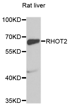 RHOT2 Antibody - Western blot analysis of extracts of Rat liver cells.