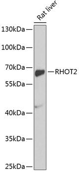 RHOT2 Antibody - Western blot analysis of extracts of rat liver using RHOT2 Polyclonal Antibody at dilution of 1:1000.