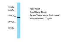 Rhox8 Antibody -  This image was taken for the unconjugated form of this product. Other forms have not been tested.