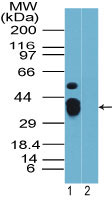 Rhox9 Antibody - Western blot of Rhox-9 in mouse placenta in the 1) absence and 2) presence of immunizing peptide using Polyclonal Antibody to Rhox-9 at 1:2000. Goat anti-rabbit Ig HRP secondary antibody, and PicoTect ECL substrate solution, were used for this test.