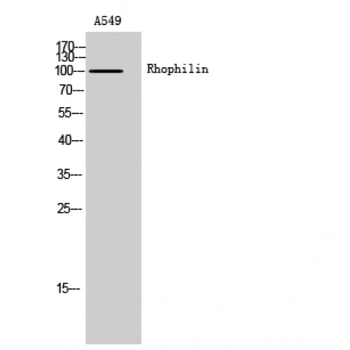RHPN1 / RHOPHILIN Antibody - Western blot of Rhophilin antibody