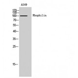 RHPN1 / RHOPHILIN Antibody - Western blot of Rhophilin antibody
