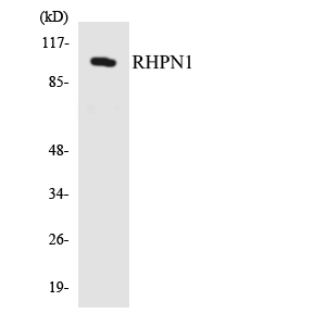 RHPN1 / RHOPHILIN Antibody - Western blot analysis of the lysates from HepG2 cells using RHPN1 antibody.