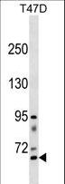 RHPN2 Antibody - RHPN2 Antibody western blot of T47D cell line lysates (35 ug/lane). The RHPN2 antibody detected the RHPN2 protein (arrow).