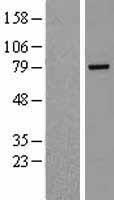 RHPN2 Protein - Western validation with an anti-DDK antibody * L: Control HEK293 lysate R: Over-expression lysate