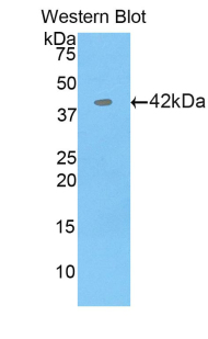 Ribonuclease A / RNASE1 Antibody - Western blot of recombinant Ribonuclease A / RNASE1.  This image was taken for the unconjugated form of this product. Other forms have not been tested.