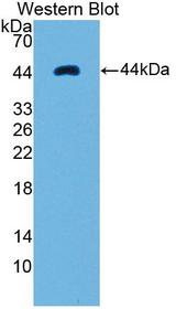 Ribonuclease A / RNASE1 Antibody - Western Blot; Sample: Recombinant protein.