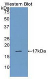 Ribonuclease A / RNASE1 Antibody - Western blot of recombinant Ribonuclease A / RNASE1.  This image was taken for the unconjugated form of this product. Other forms have not been tested.