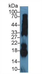 Ribonuclease A / RNASE1 Antibody - Western Blot; Sample: Bovine Pancreas lysate; Primary Ab: 5µg/ml Rabbit Anti-Bovine RNASE1 Antibody Second Ab: 0.2µg/mL HRP-Linked Caprine Anti-Rabbit IgG Polyclonal Antibody