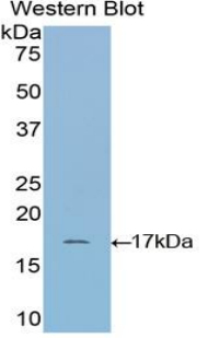 Ribonuclease A / RNASE1 Antibody - Western Blot; Sample: Recombinant protein.
