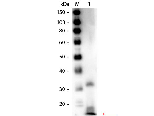 Ribonuclease A / RNASE1 Antibody - Western Blot of rabbit anti-Ribonuclease A Antibody Biotin Conjugated. Lane 1: Ribonuclease A (Bovine Pancreas). Load: 50 ng per lane. Primary antibody: Rabbit anti-Ribonuclease A Antibody Biotin Conjugated at 1:1,000 overnight at 4°C. Secondary antibody: HRP streptavidin secondary antibody at 1:40,000 for 30 min at RT. Block: MB-070 for 30 min at RT. Predicted/Observed size: 16.5 kDa, 16.5 kDa for Ribonuclease A. Other band(s): Possible dimerization.