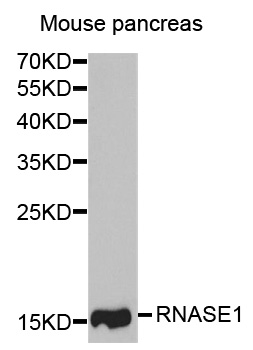 Ribonuclease A / RNASE1 Antibody - Western blot analysis of extracts of Mouse pancreas cells.