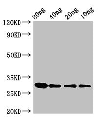 Ribonuclease U2 Antibody - Western Blot Positive WB detected in Recombinant protein All lanes: RNU2 antibody at 3.25µg/ml Secondary Goat polyclonal to rabbit IgG at 1/50000 dilution predicted band size: 30 kDa observed band size: 30 kDa