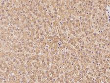 RIC3 Antibody - Immunochemical staining of human RIC3 in human liver with rabbit polyclonal antibody at 1:100 dilution, formalin-fixed paraffin embedded sections.