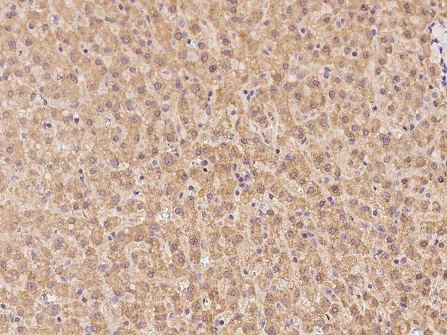 RIC3 Antibody - Immunochemical staining of human RIC3 in human liver with rabbit polyclonal antibody at 1:100 dilution, formalin-fixed paraffin embedded sections.