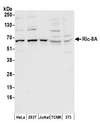 RIC8A Antibody - Detection of human and mouse Ric-8A by western blot. Samples: Whole cell lysate (50 µg) from HeLa, HEK293T, Jurkat, mouse TCMK-1, and mouse NIH 3T3 cells prepared using NETN lysis buffer. Antibodies: Affinity purified rabbit anti-Ric-8A antibody used for WB at 0.1 µg/ml. Detection: Chemiluminescence with an exposure time of 30 seconds.