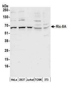 RIC8A Antibody - Detection of human and mouse Ric-8A by western blot. Samples: Whole cell lysate (50 µg) from HeLa, HEK293T, Jurkat, mouse TCMK-1, and mouse NIH 3T3 cells prepared using NETN lysis buffer. Antibodies: Affinity purified rabbit anti-Ric-8A antibody used for WB at 0.1 µg/ml. Detection: Chemiluminescence with an exposure time of 30 seconds.