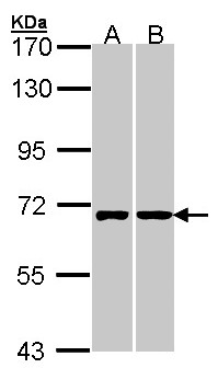 RIC8A Antibody - Sample (30 ug of whole cell lysate). A: A431 , B: Hela. 7.5% SDS PAGE. RIC8A antibody diluted at 1:1000.