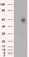 RIC8A Antibody - HEK293T cells were transfected with the pCMV6-ENTRY control (Left lane) or pCMV6-ENTRY RIC8A (Right lane) cDNA for 48 hrs and lysed. Equivalent amounts of cell lysates (5 ug per lane) were separated by SDS-PAGE and immunoblotted with anti-RIC8A.