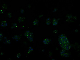 RIC8A Antibody - Immunofluorescent staining of HepG2 cells using anti-RIC8A mouse monoclonal antibody.