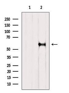 RIC8A Antibody