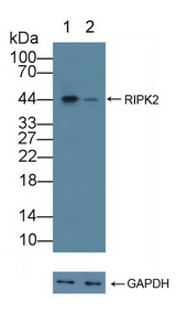 RICK / RIP2 Antibody - Knockout Varification: Lane 1: Wild-type K562 cell lysate; Lane 2: RIPK2 knockout K562 cell lysate; Predicted MW: 61,46kd Observed MW: 44kd Primary Ab: 1µg/ml Rabbit Anti-Human RIPK2 Antibody Second Ab: 0.2µg/mL HRP-Linked Caprine Anti-Rabbit IgG Polyclonal Antibody